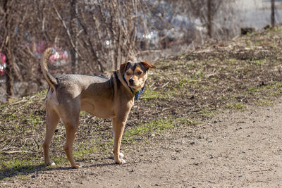 Dog standing outdoors