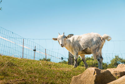 View of sheep on field against clear sky