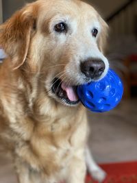 Close-up portrait of dog