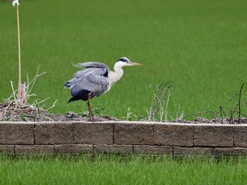 Bird perching on a wood