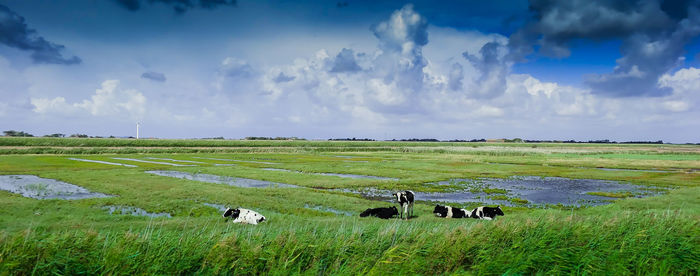 Cows grazing in a field