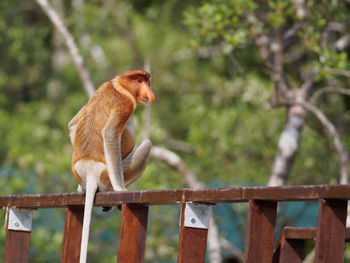 Proboscis monkey sitting on railing against trees