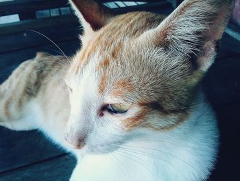 Close-up portrait of cat