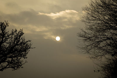Low angle view of silhouette tree against sky during sunset