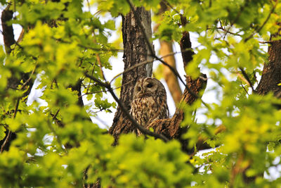 Young owl sitting on branch in oak tree