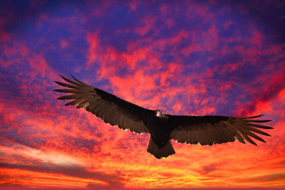 Low angle view of bird flying against sky during sunset