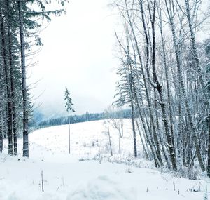 Bare trees on snow covered landscape against sky