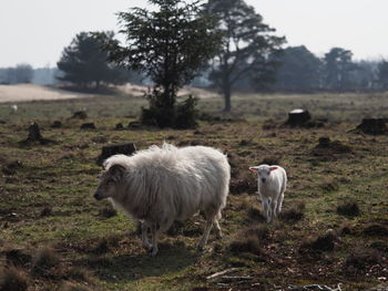 Sheep standing in a field