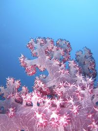 Close-up of coral in sea