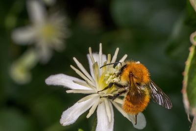 Close-up of insect on flower