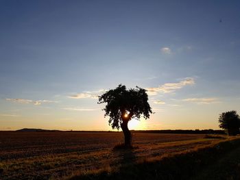 Silhouette tree on field against sky during sunset