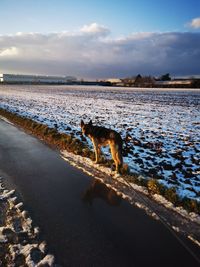 Dog standing in a water