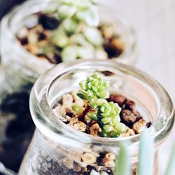 Close-up of succulent plant