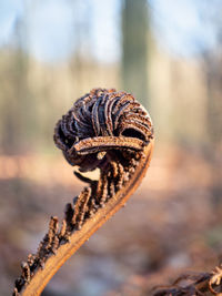 Close-up of shell on rock