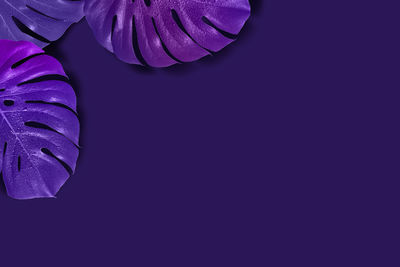 Close-up of purple flower over white background