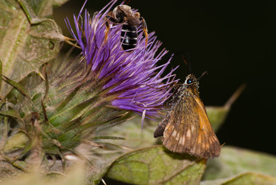 Close-up of bee on thistle