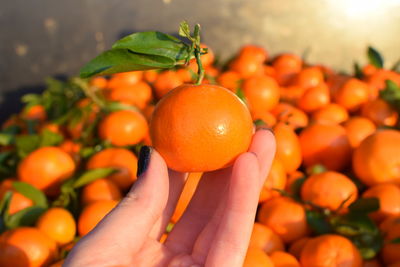 Close-up of hand holding orange