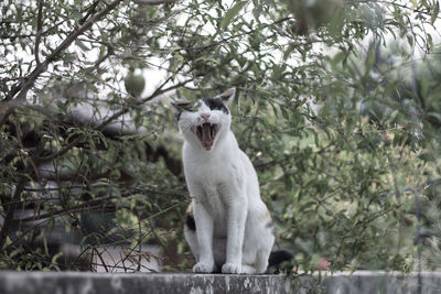 White cat yawning on wall against trees