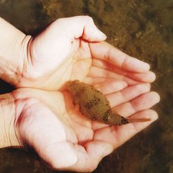 Close-up of hand holding crab on beach