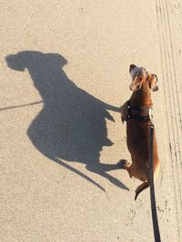 High angle view of dog shadow on street