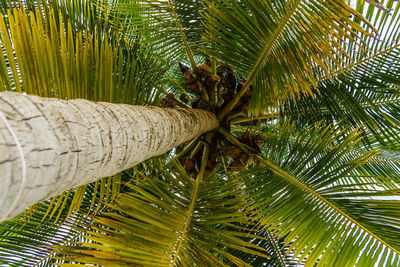 Directly below shot of palm tree leaves