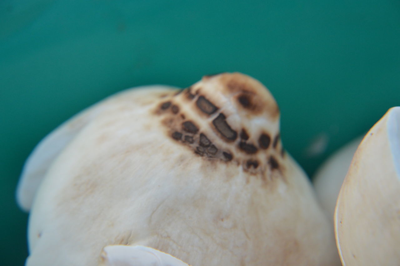 CLOSE-UP OF BANANA ON TABLE