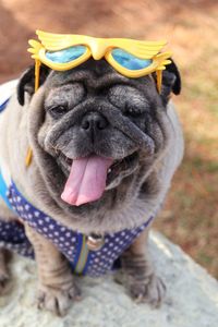 Close-up portrait of dog wearing novelty glass