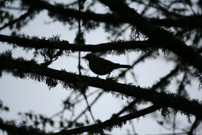 Silhouette bird perching on branch against sky