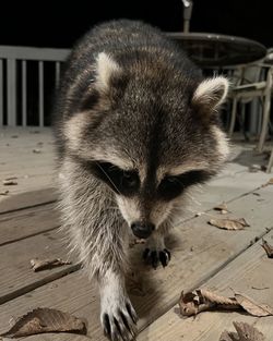 raccoon