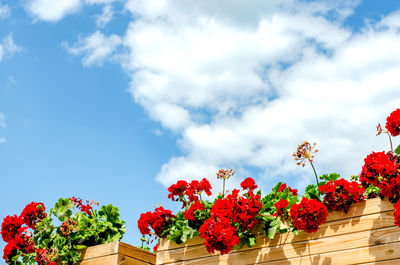 Low angle view of red flowering plants against sky