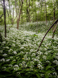 Plants growing in forest