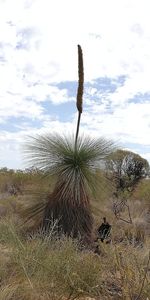 Plant growing on field against sky