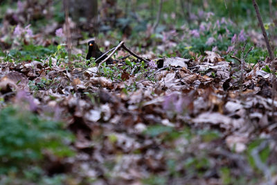 Close-up of dried autumn leaves on field