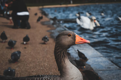 Close-up of pigeon on shore