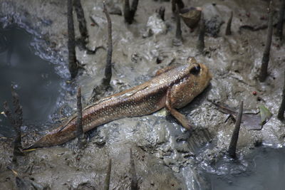 Close-up of lizard on rock in sea