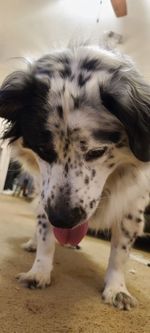 Close-up portrait of dog