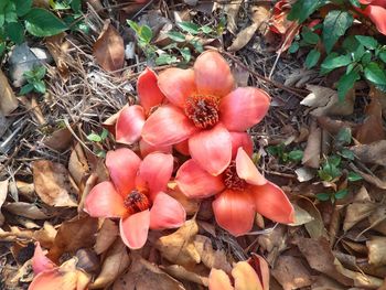 High angle view of red flowering plant on field