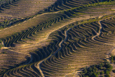 The beautiful endless lines of douro valley vineyards, in sao joao da pesqueira.