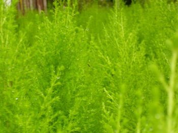 Full frame shot of wet grass