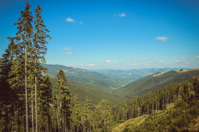 Scenic view of forest against sky
