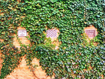 Ivy growing on wall of house