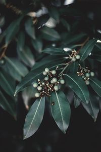 Close-up of berries on plant