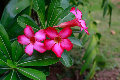 Close-up of pink flowering plant