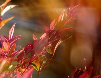 Close-up of red  leaves