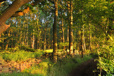 Trees in forest