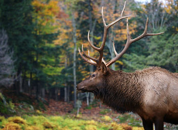 Close up elk sideview rainy forest background 