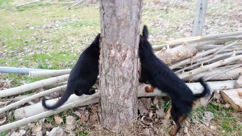 Black cat on tree