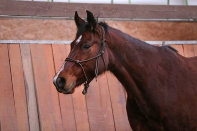 Horse standing in ranch