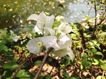 Close-up of white flowering plant