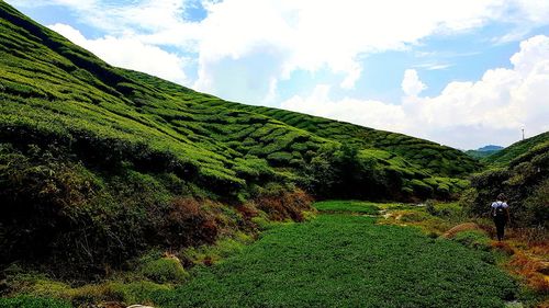 Scenic view of field against sky
